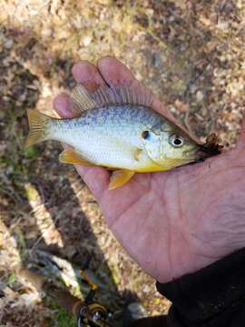 Image of Redear Sunfish