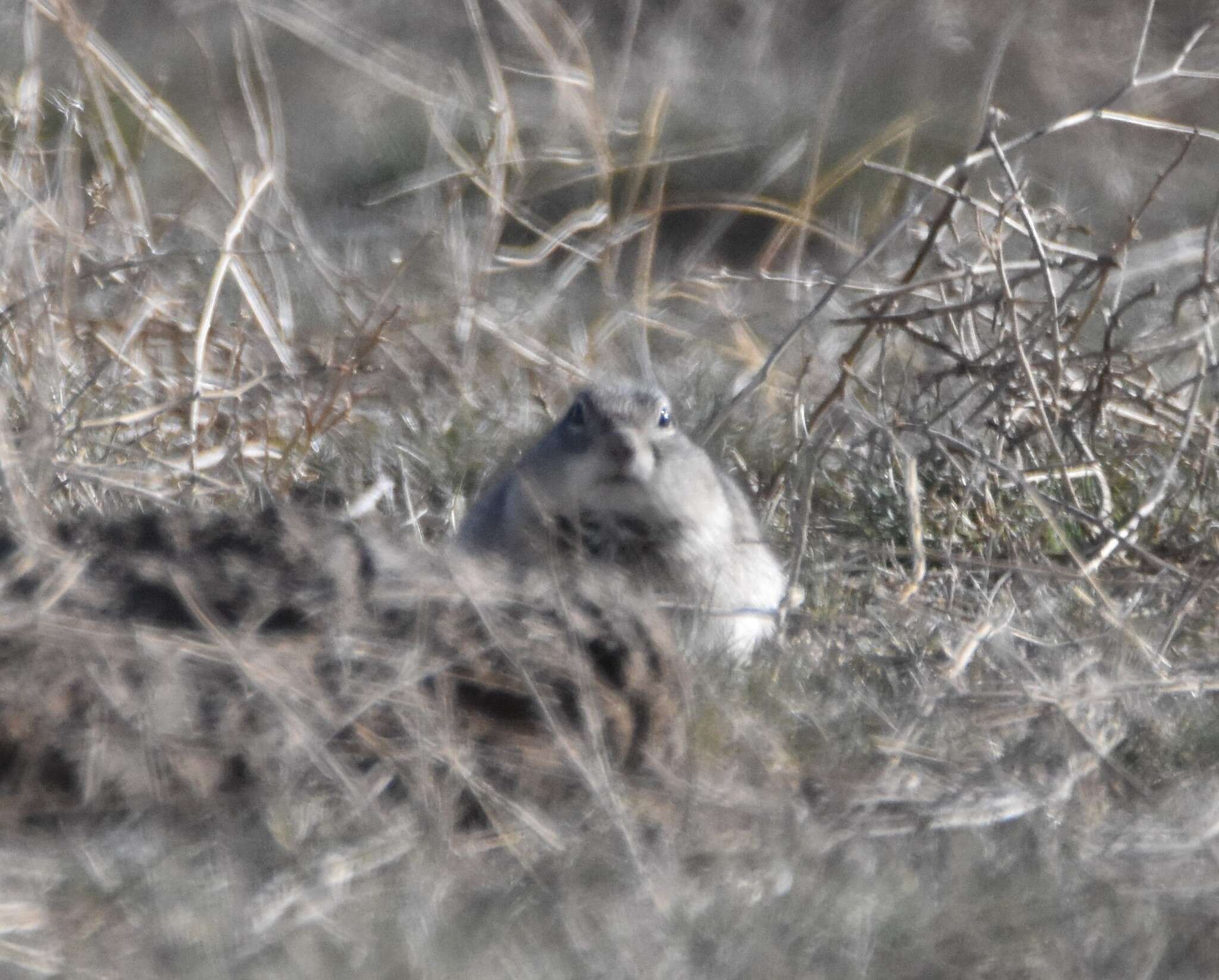 Image of Great Basin Ground Squirrel