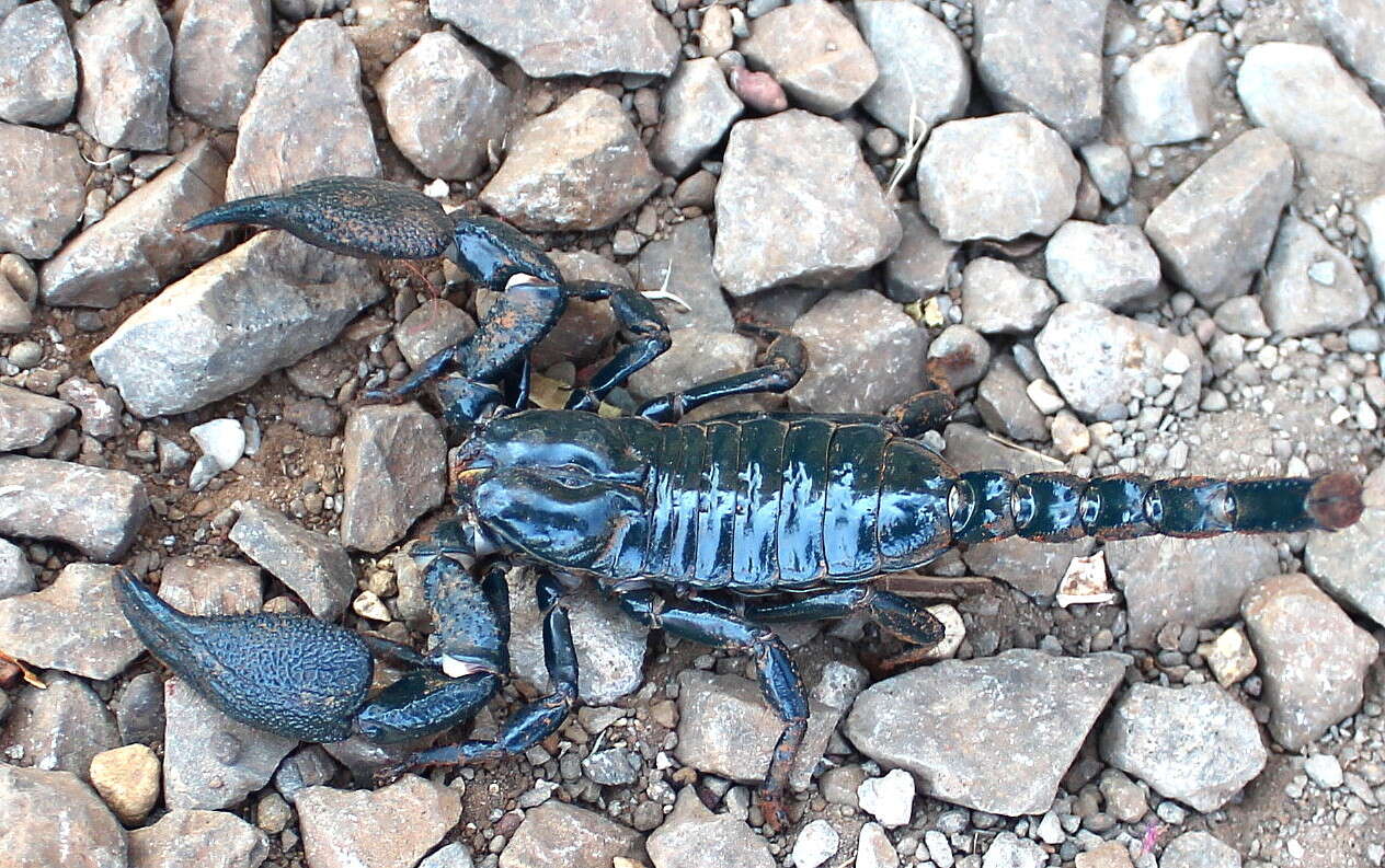 Deccanometrus phipsoni (Pocock 1893) resmi