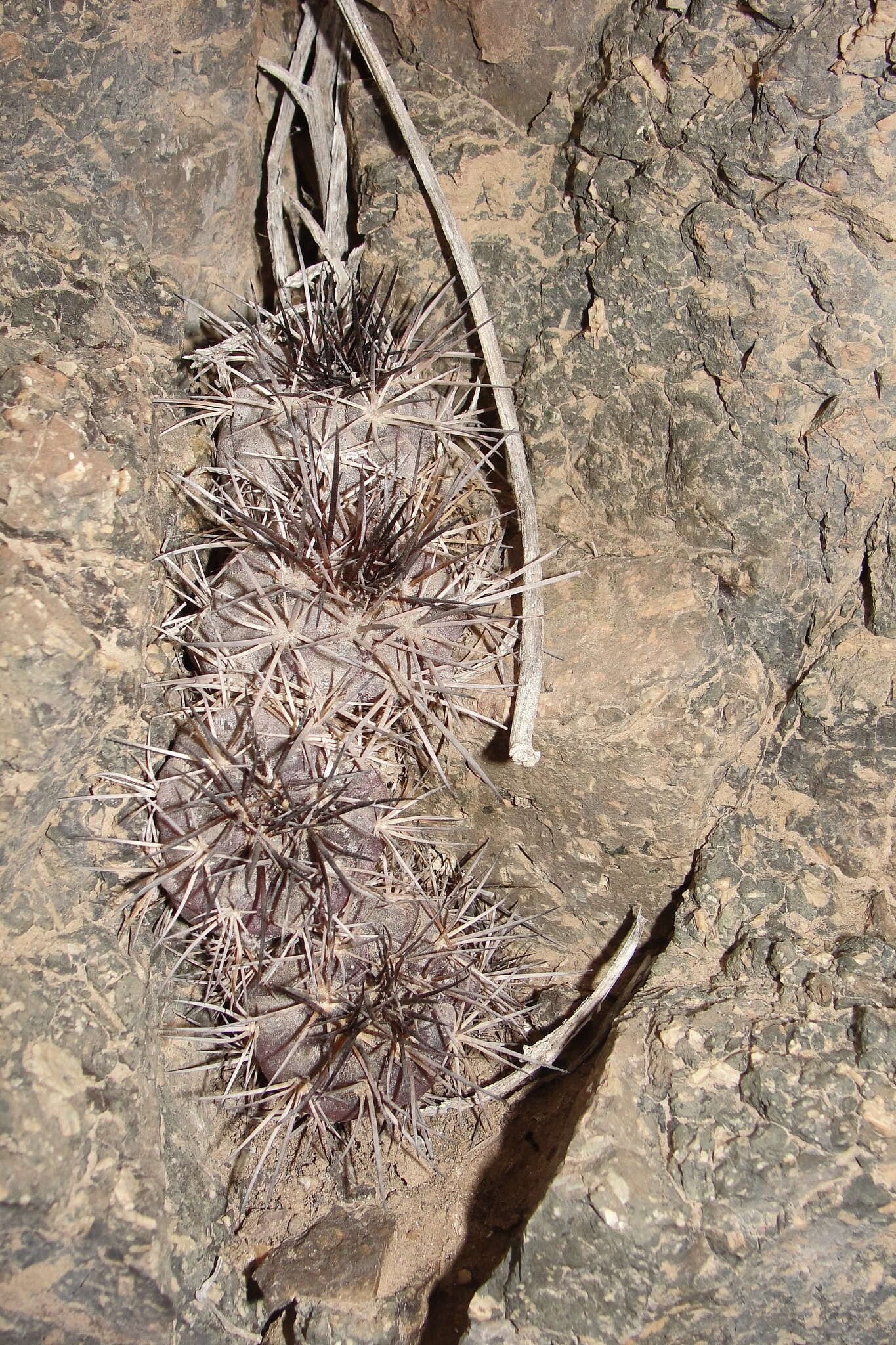 Imagem de Copiapoa calderiana subsp. atacamensis (Middled.) Mottram