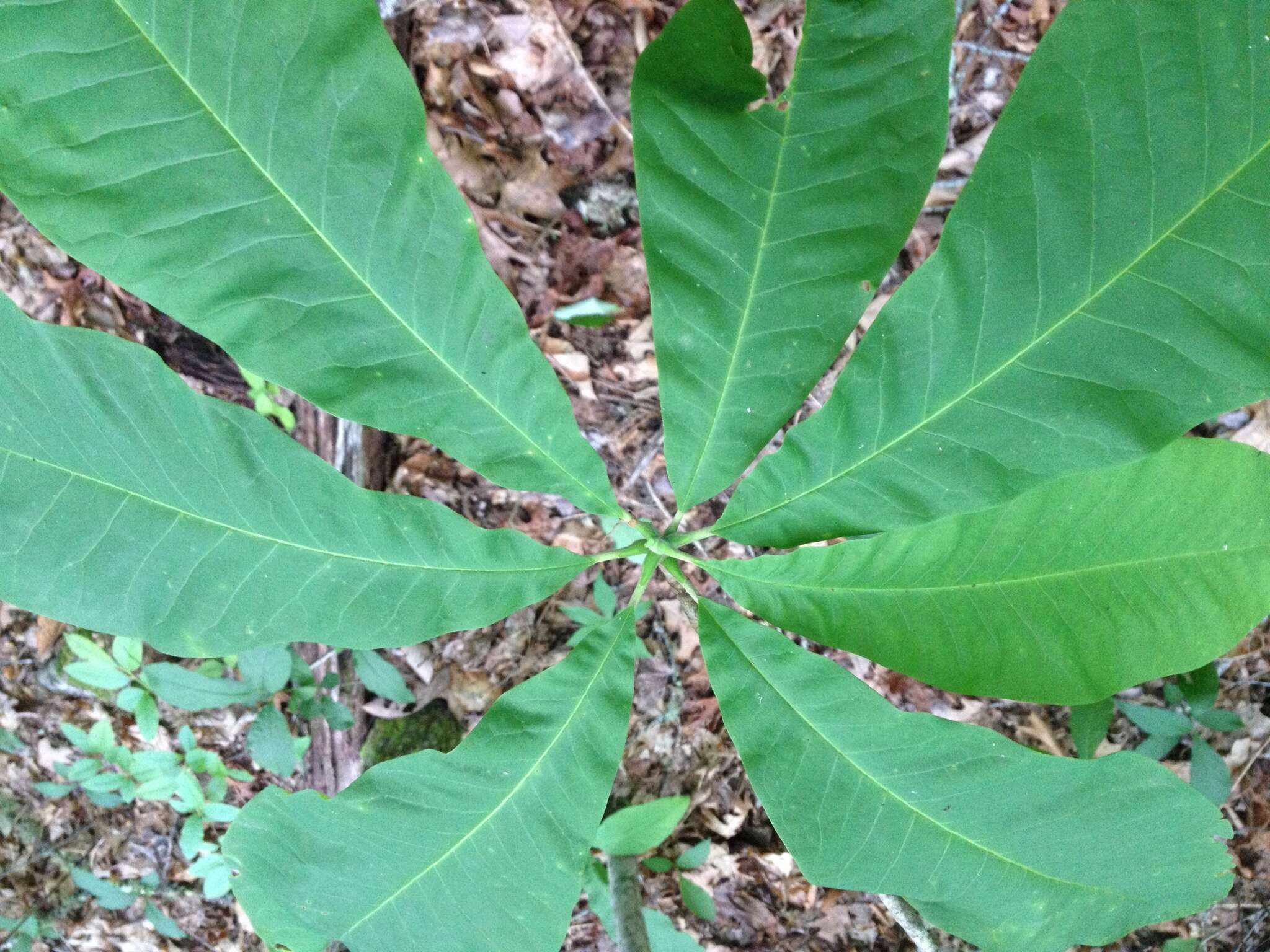 Sivun Magnolia tripetala (L.) L. kuva