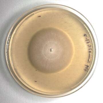 Слика од Phialemonium inflatum (Burnside) Dania García, Perdomo, Gené, Cano & Guarro 2013