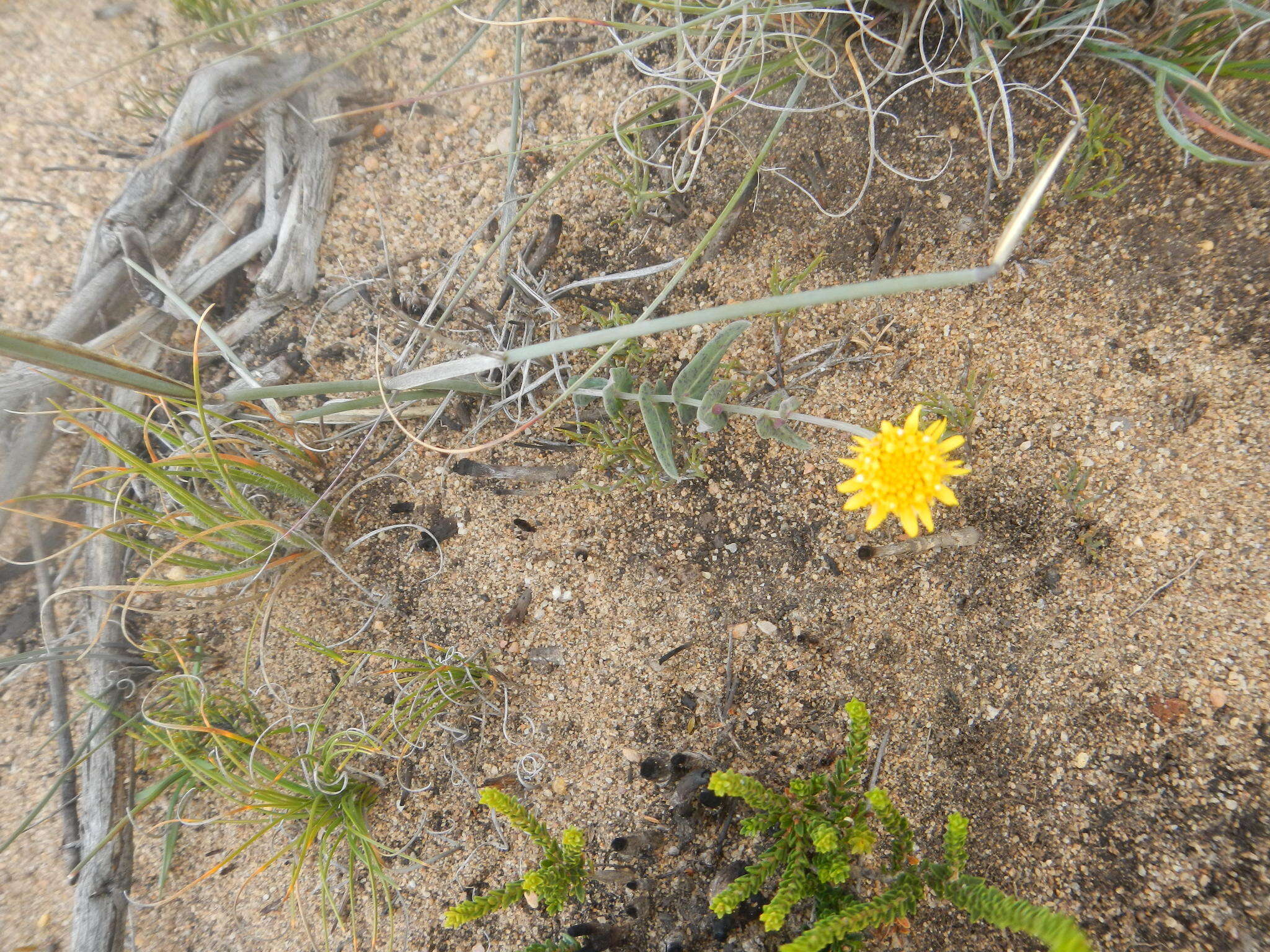 Image of Othonna perfoliata (L. fil.) Sch. Bip.