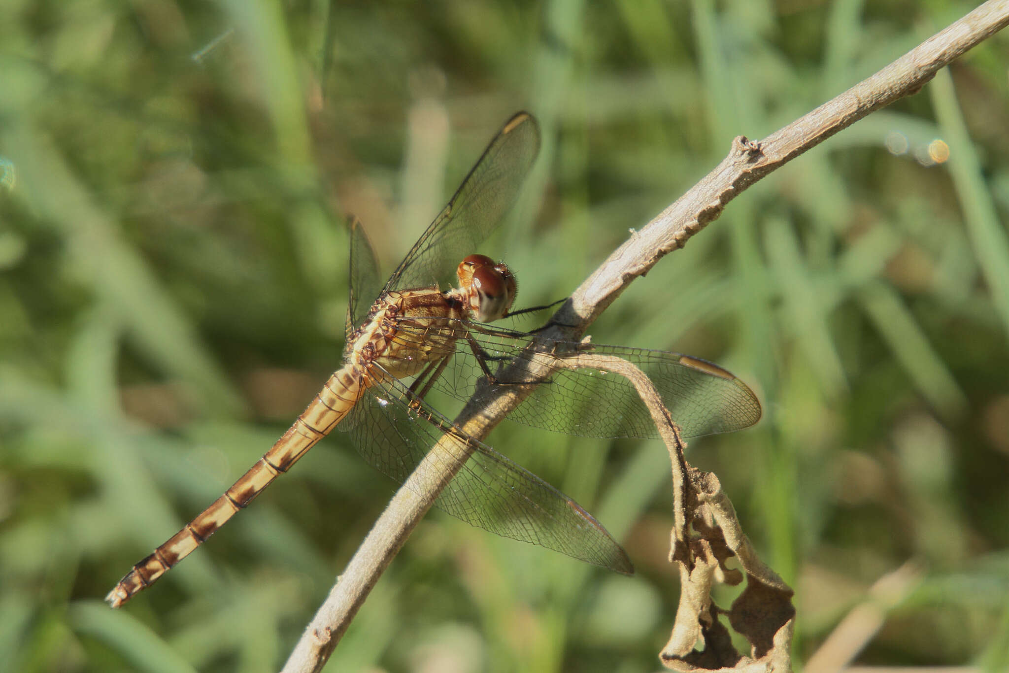 Sivun Erythrodiplax Brauer 1868 kuva