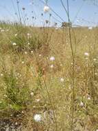 Imagem de Cephalaria joppensis (Rchb.) Coult.