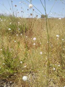 Image of Cephalaria joppensis (Rchb.) Coult.