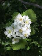 Image de Crataegus mollis (Torr. & Gray) Scheele