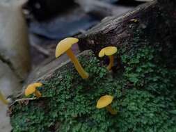 Image of Tricholomopsis aurea (Beeli) Desjardin & B. A. Perry 2017