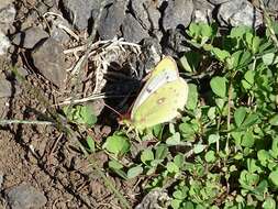 Colias vauthierii vauthierii的圖片