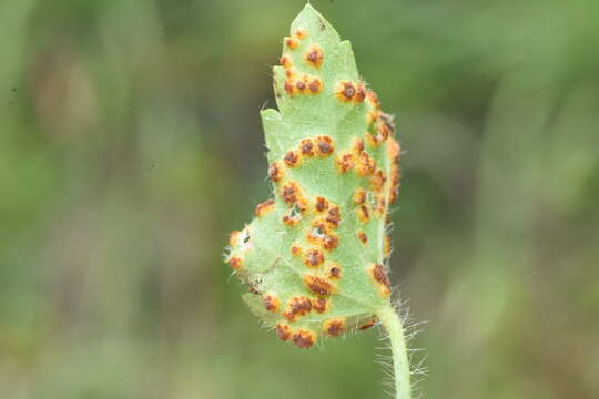 Image of Puccinia modiolae P. Syd. & Syd. 1903