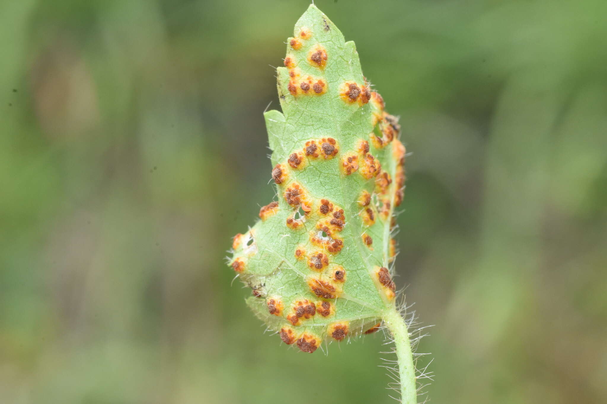 Image of Puccinia modiolae P. Syd. & Syd. 1903