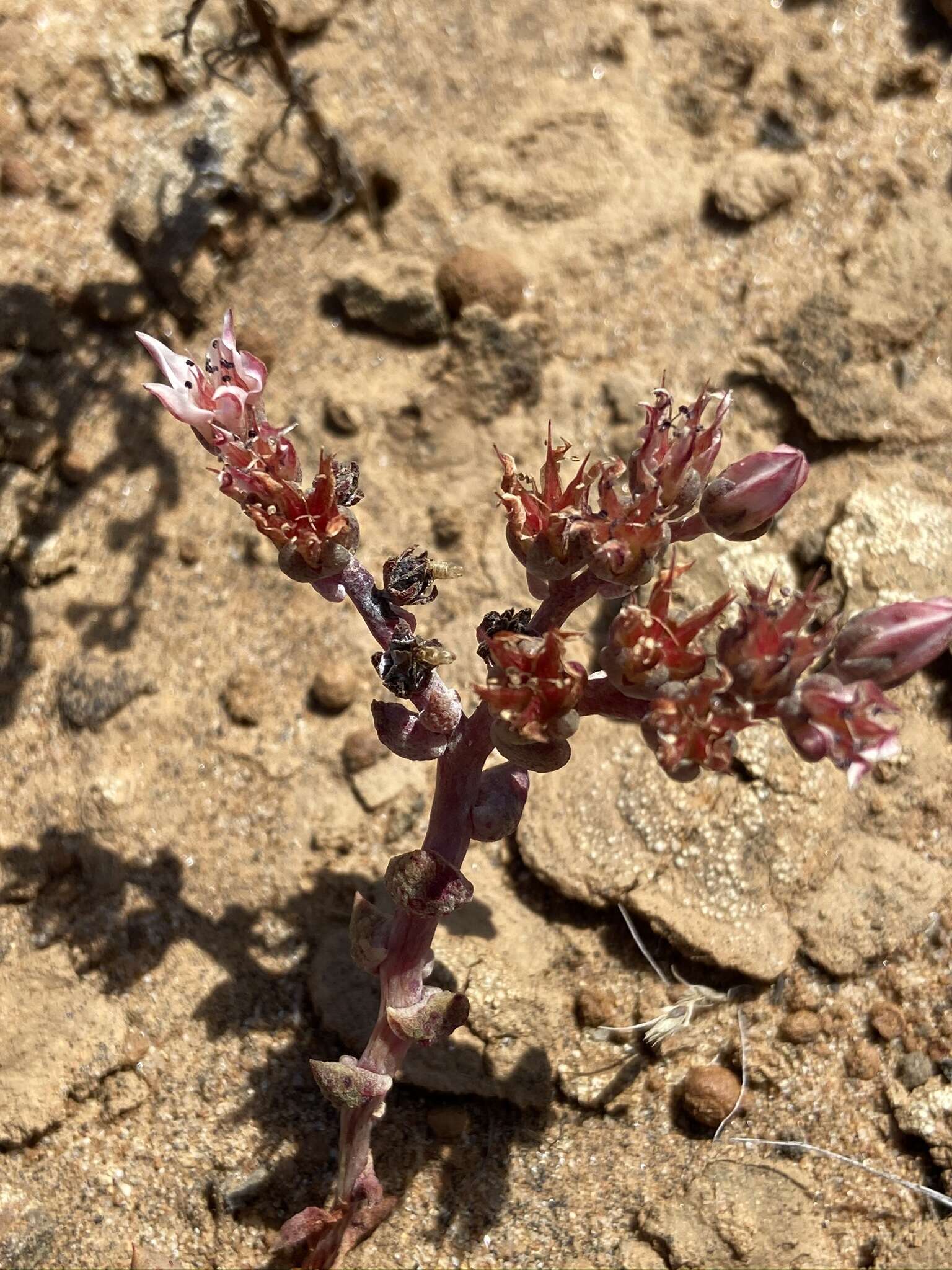 Imagem de Dudleya crassifolia Dodero & M. G. Simpson