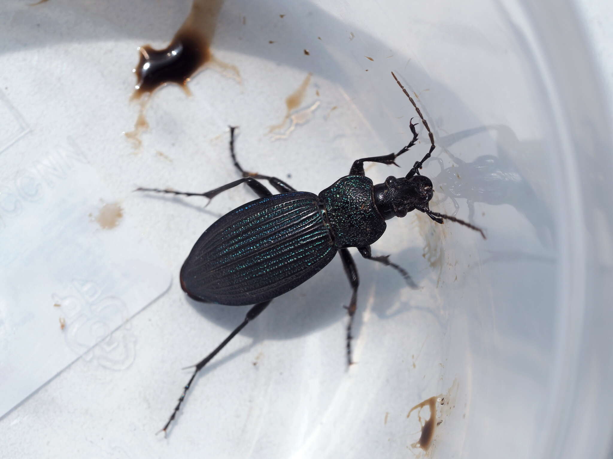 Carabus (Megodontus) exaratus Quensel ex Schönherr 1806 resmi