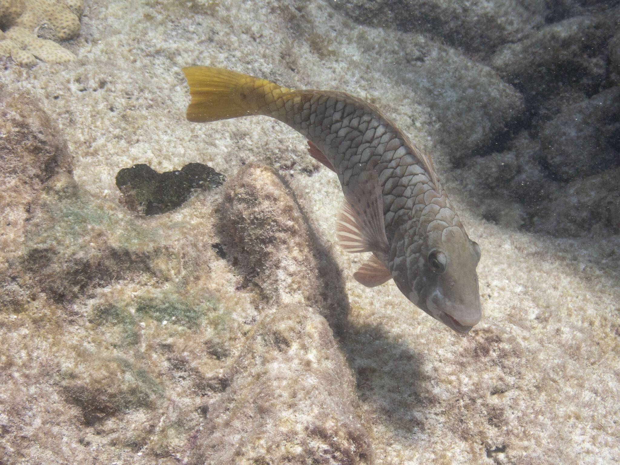 Image of Yellowtail parrotfish