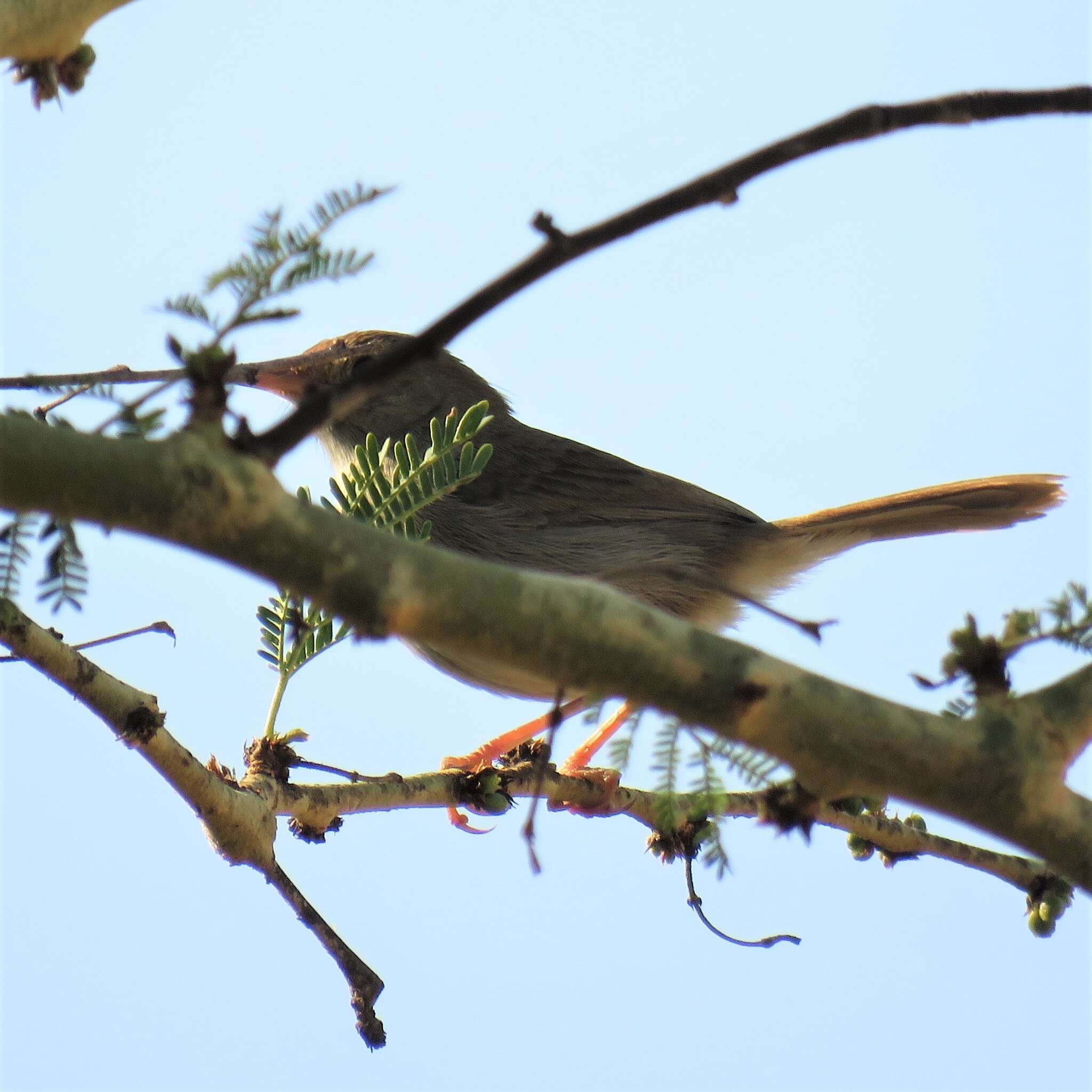 Imagem de Cisticola fulvicapilla dumicola Clancey 1983