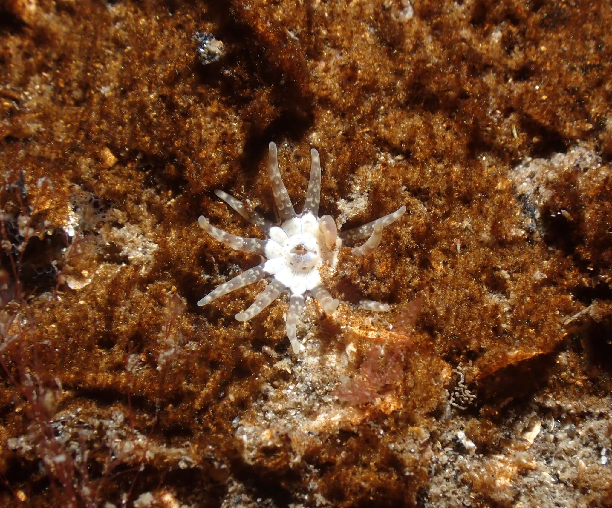Image of cryptic burrowing anemone