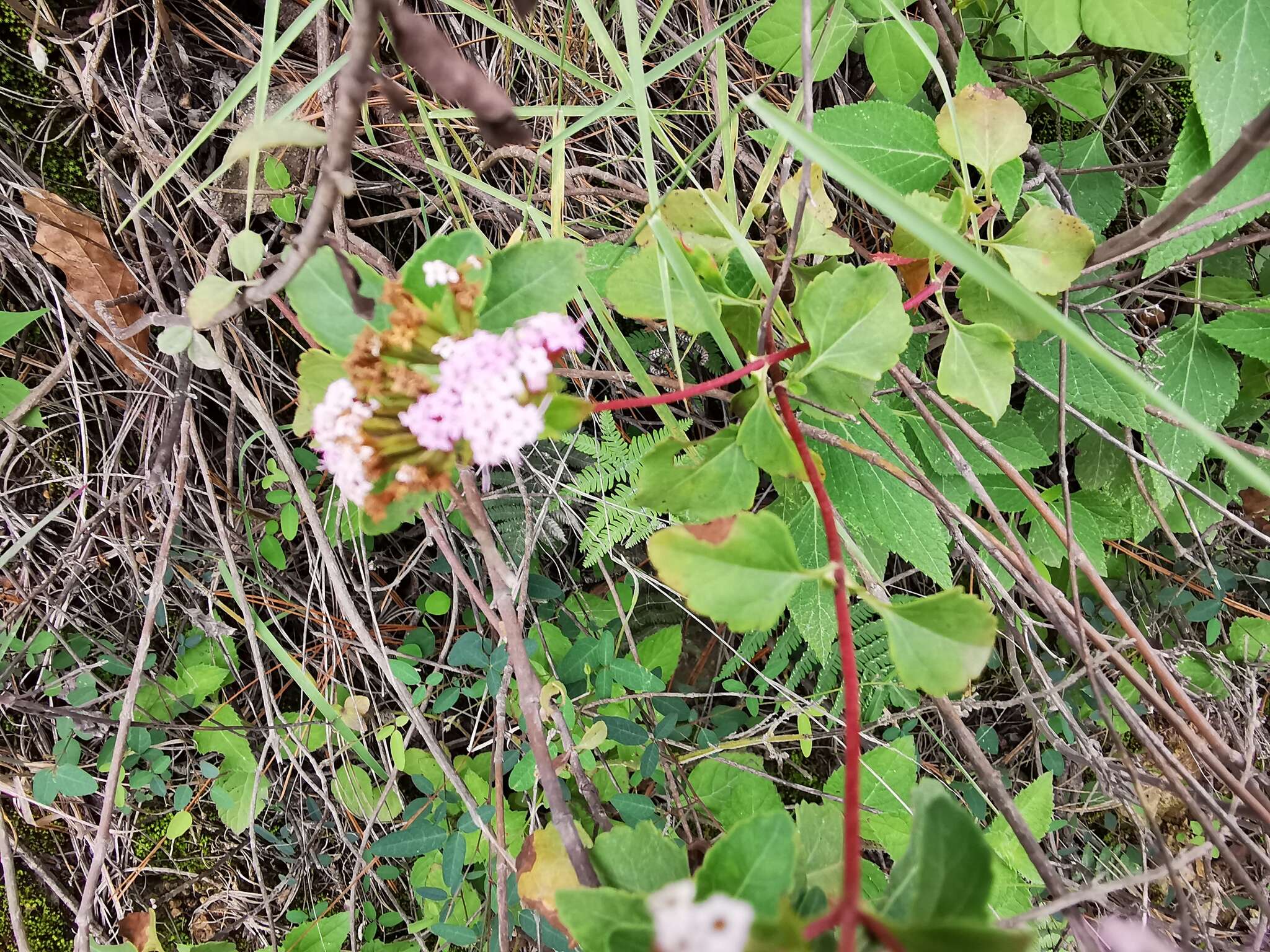 Image of Stevia berlandieri A. Gray & Rep. U. S. Mex. Bound.