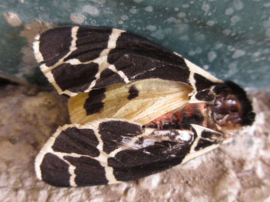 Image of Yellow Tiger Moth