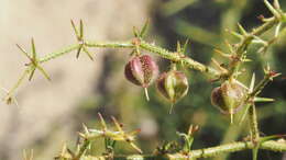 Image de Fagonia pachyacantha Rydb.