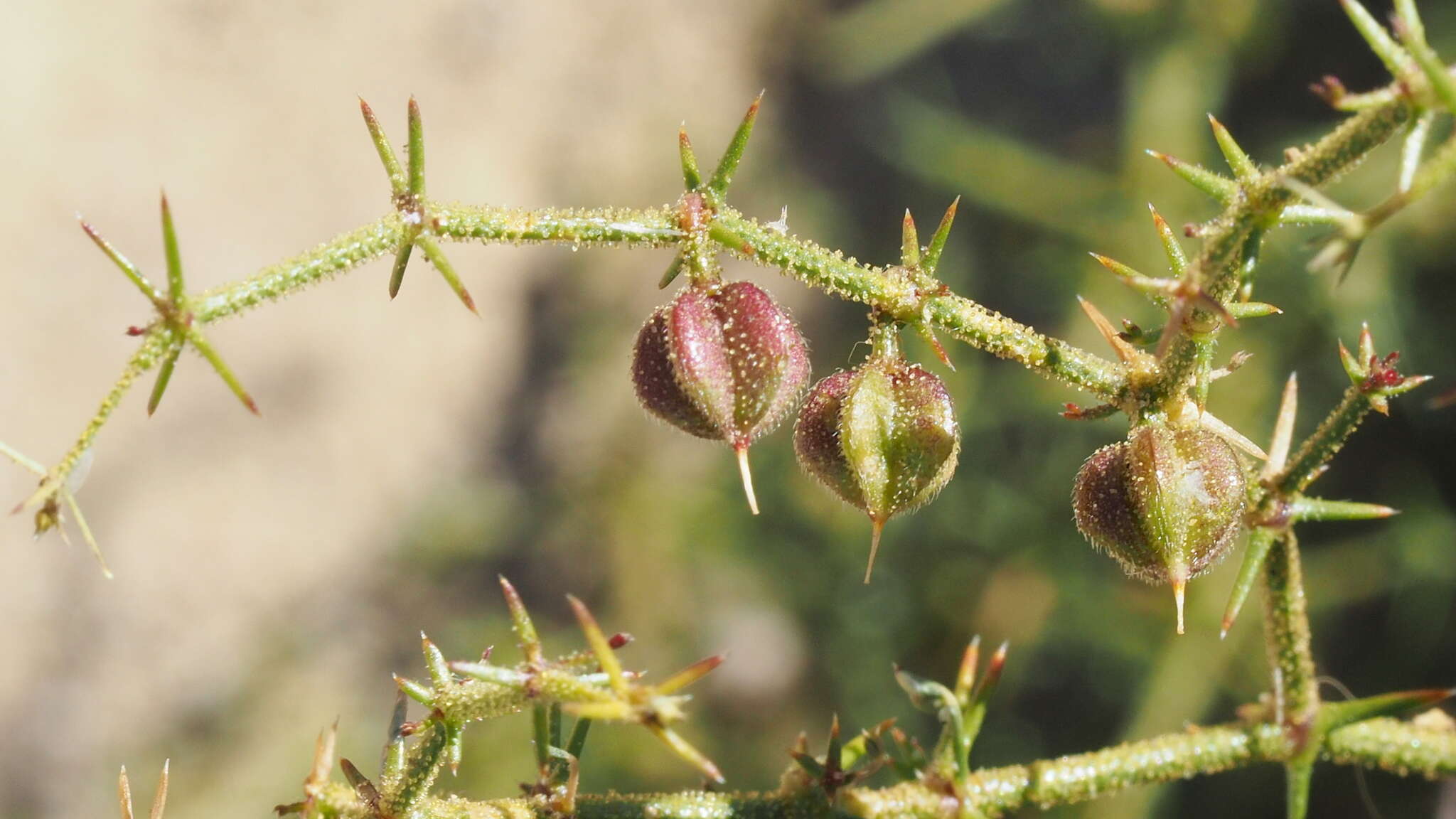 Image de Fagonia pachyacantha Rydb.