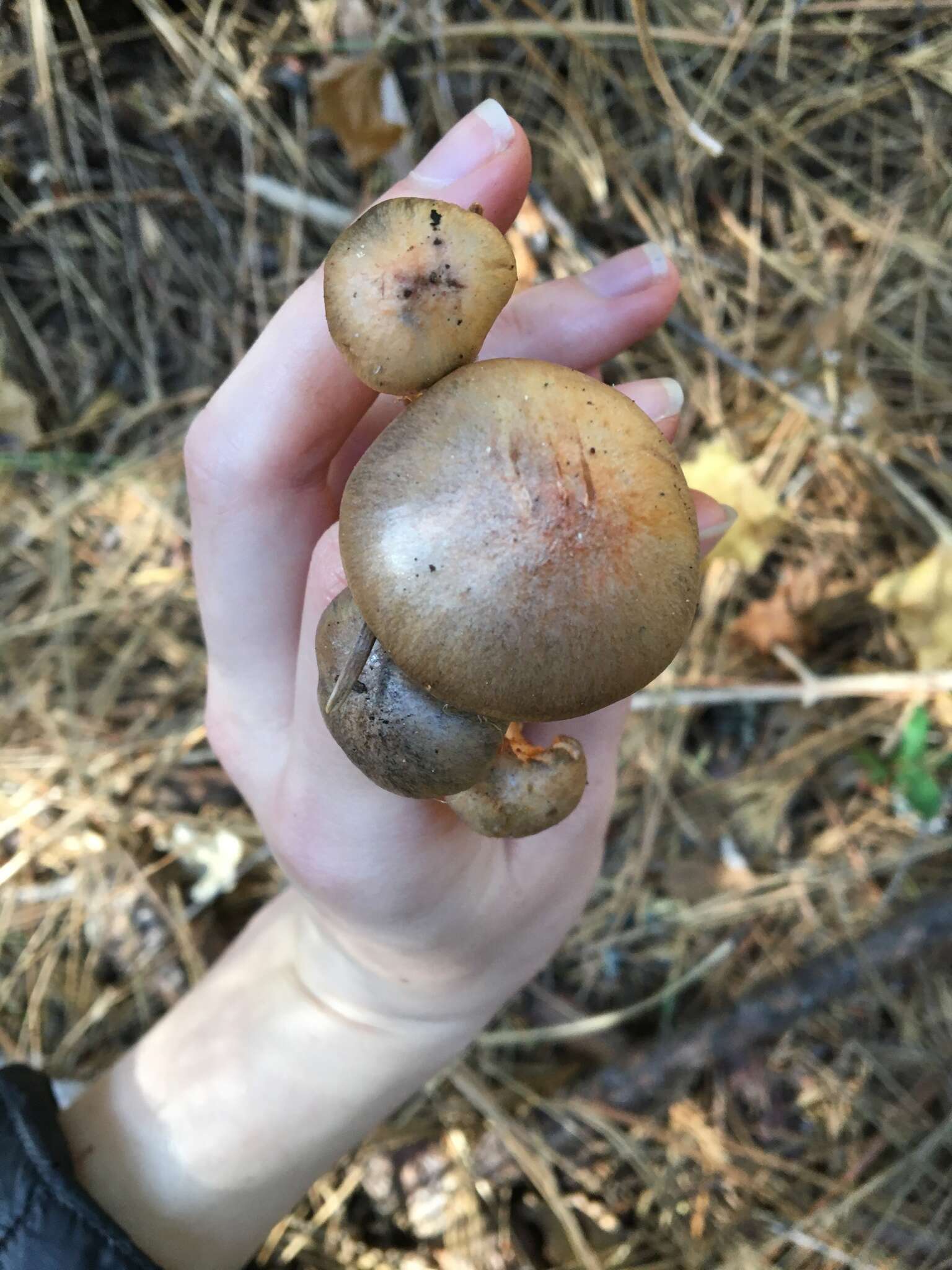 Chroogomphus ochraceus (Kauffman) O. K. Mill. 1964 resmi