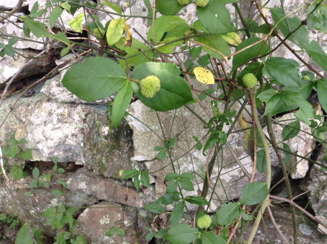 Euonymus americanus L. resmi