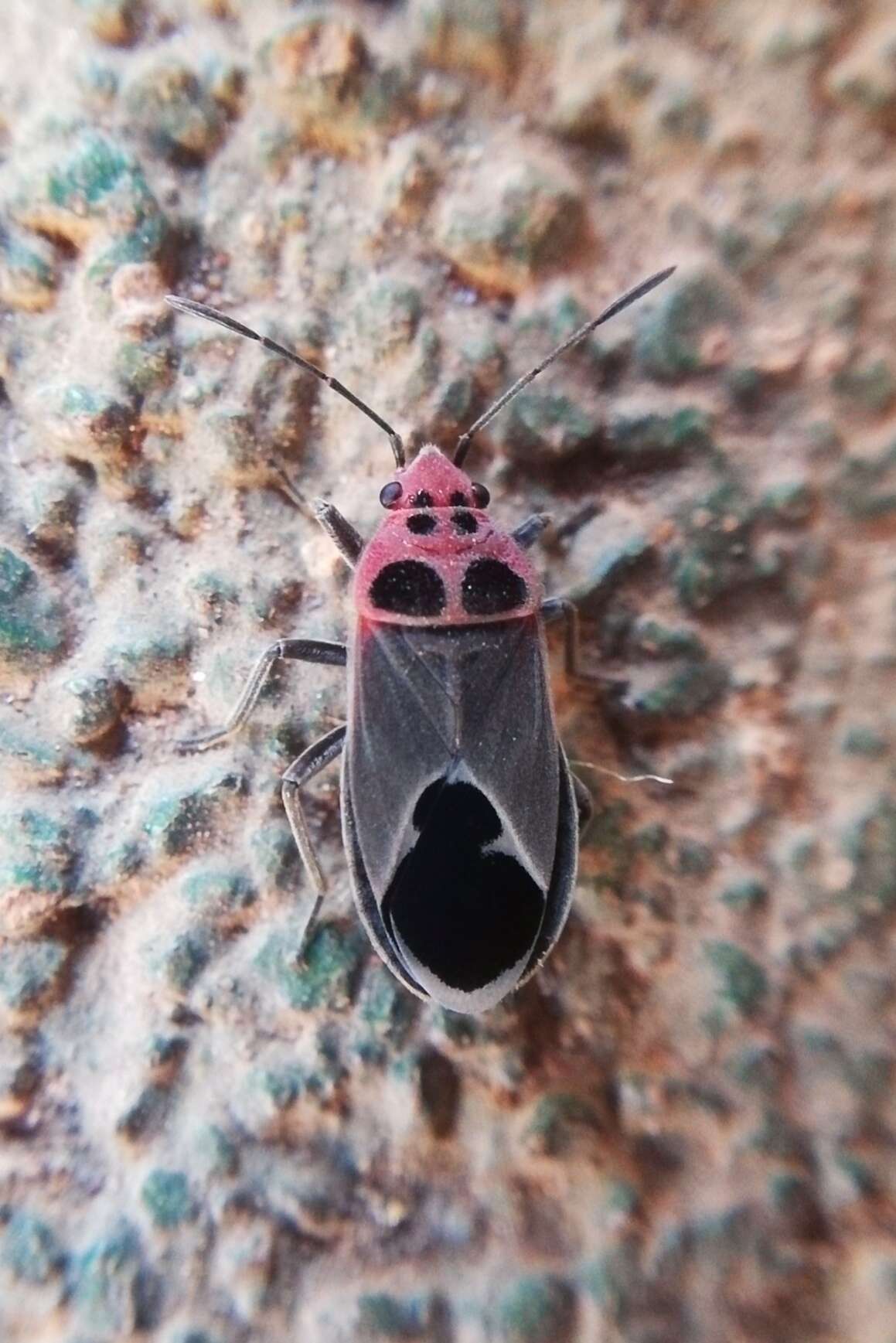 Image of Graptostethus argentatus (Fabricius & J. C. 1803)