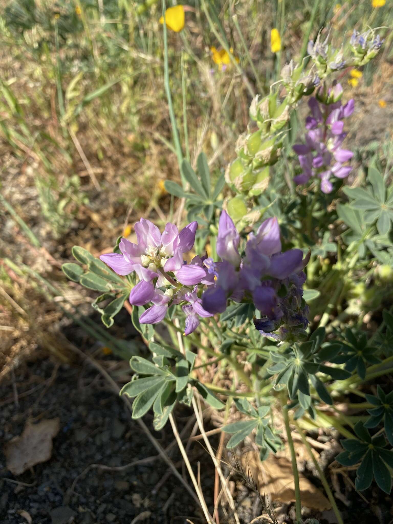 Image of <i>Lupinus <i>microcarpus</i></i> var. microcarpus