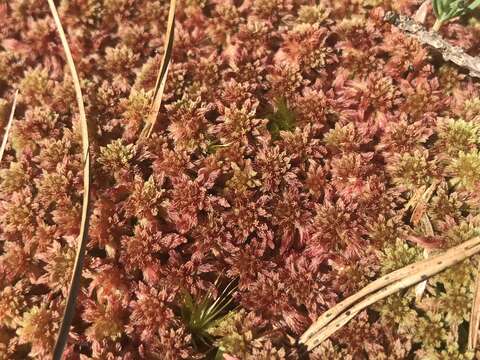 Image of Magellan's Sphagnum