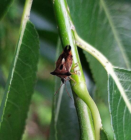 Image of Bilberry shield bug