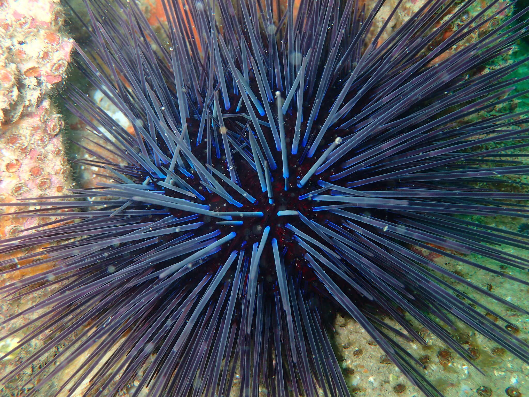 Image of Centrostephanus tenuispinus H. L. Clark 1914