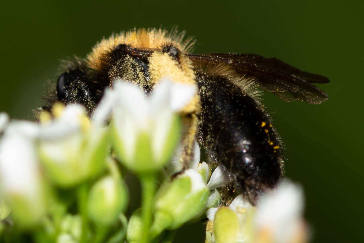 Image of Andrena bicolor Fabricius 1775