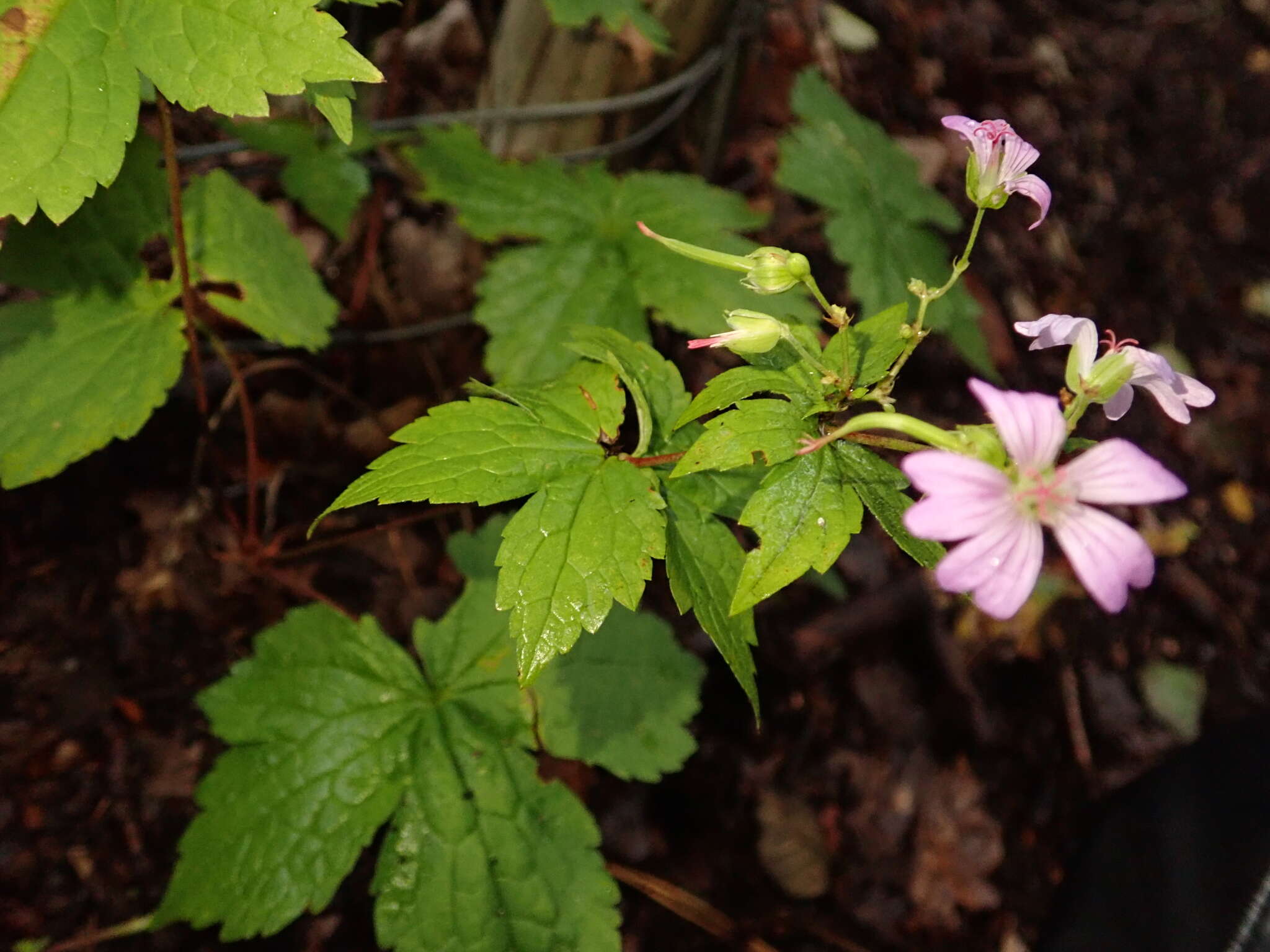 Imagem de Geranium nodosum L.