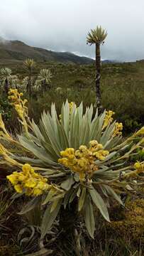 Image de Espeletia grandiflora Humb. & Bonpl.