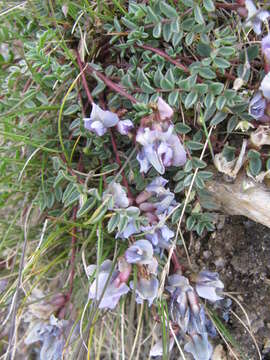 Image of Oxytropis helvetica Scheele