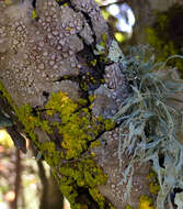 Imagem de Ramalina leptocarpha Tuck.