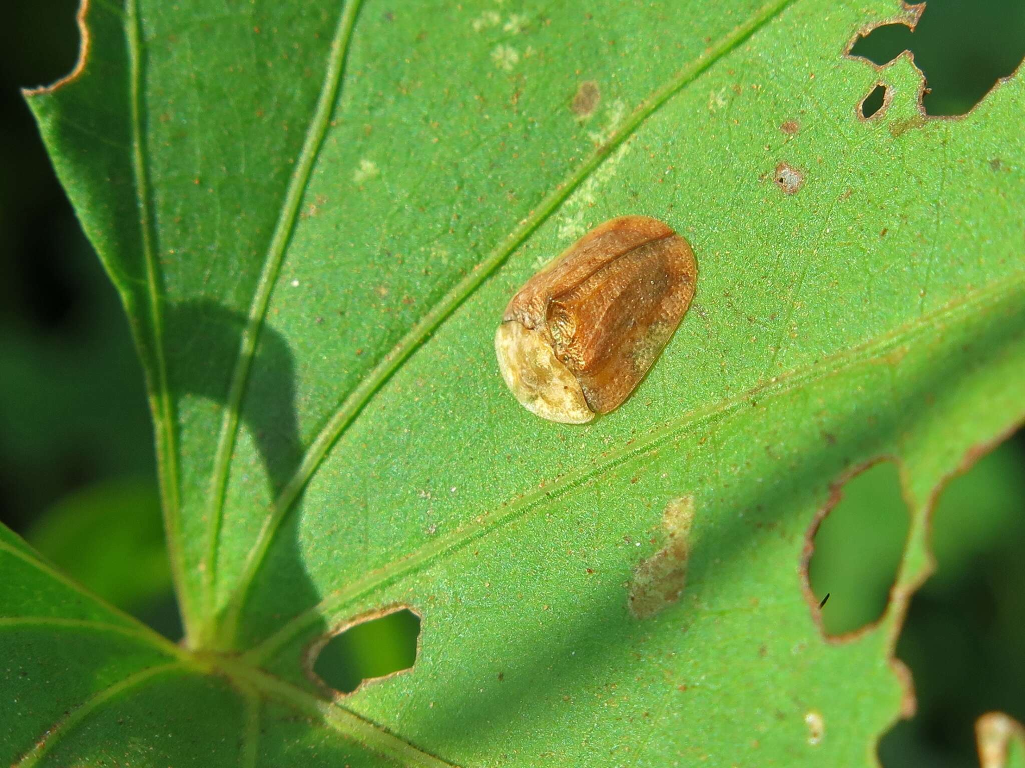 Plancia ëd Acrocassis (Acrocassis) roseomarginata (Boheman 1854)