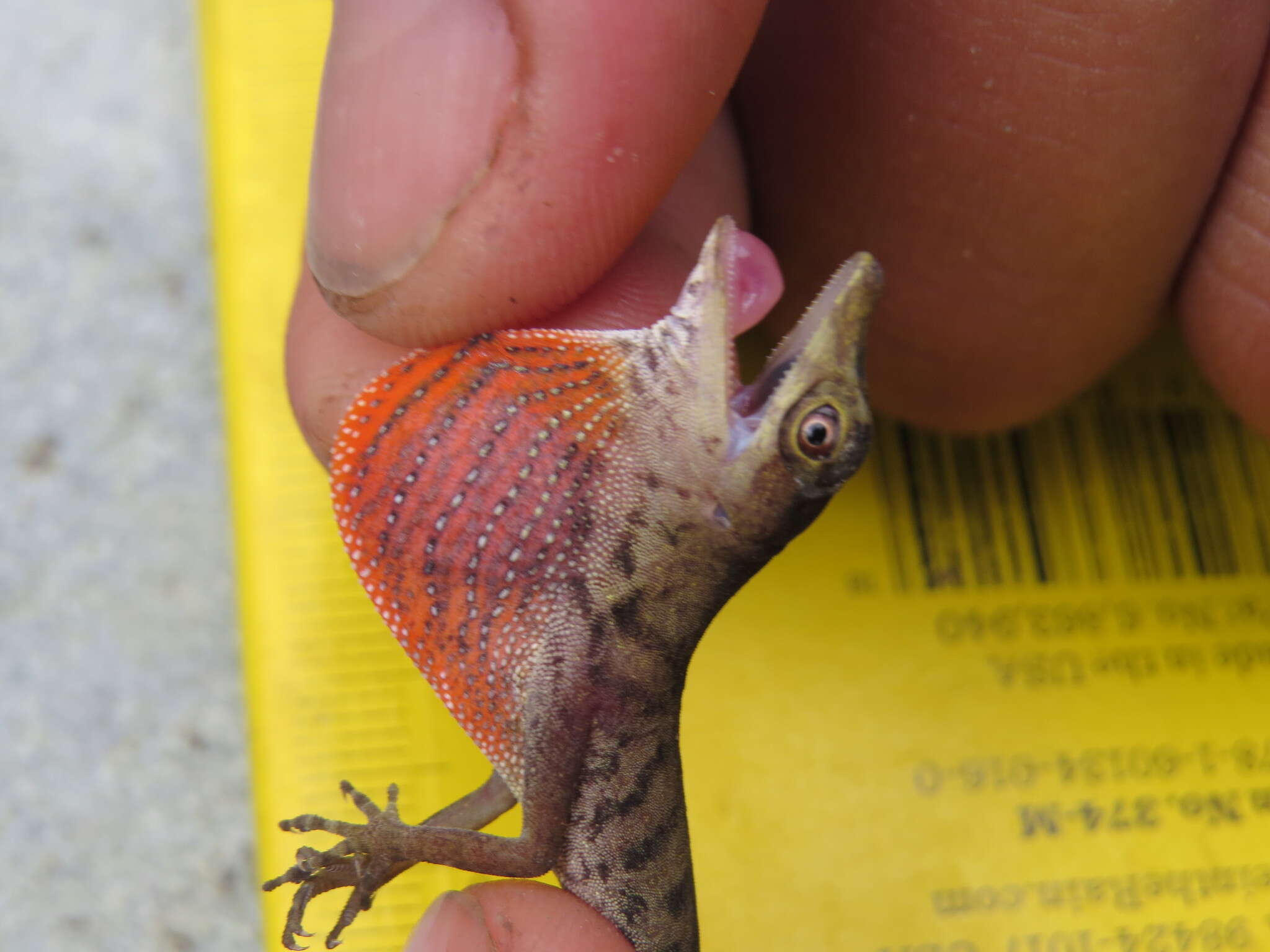 Image of Blotchbelly Anole