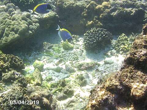 Image of Blue Surgeonfish