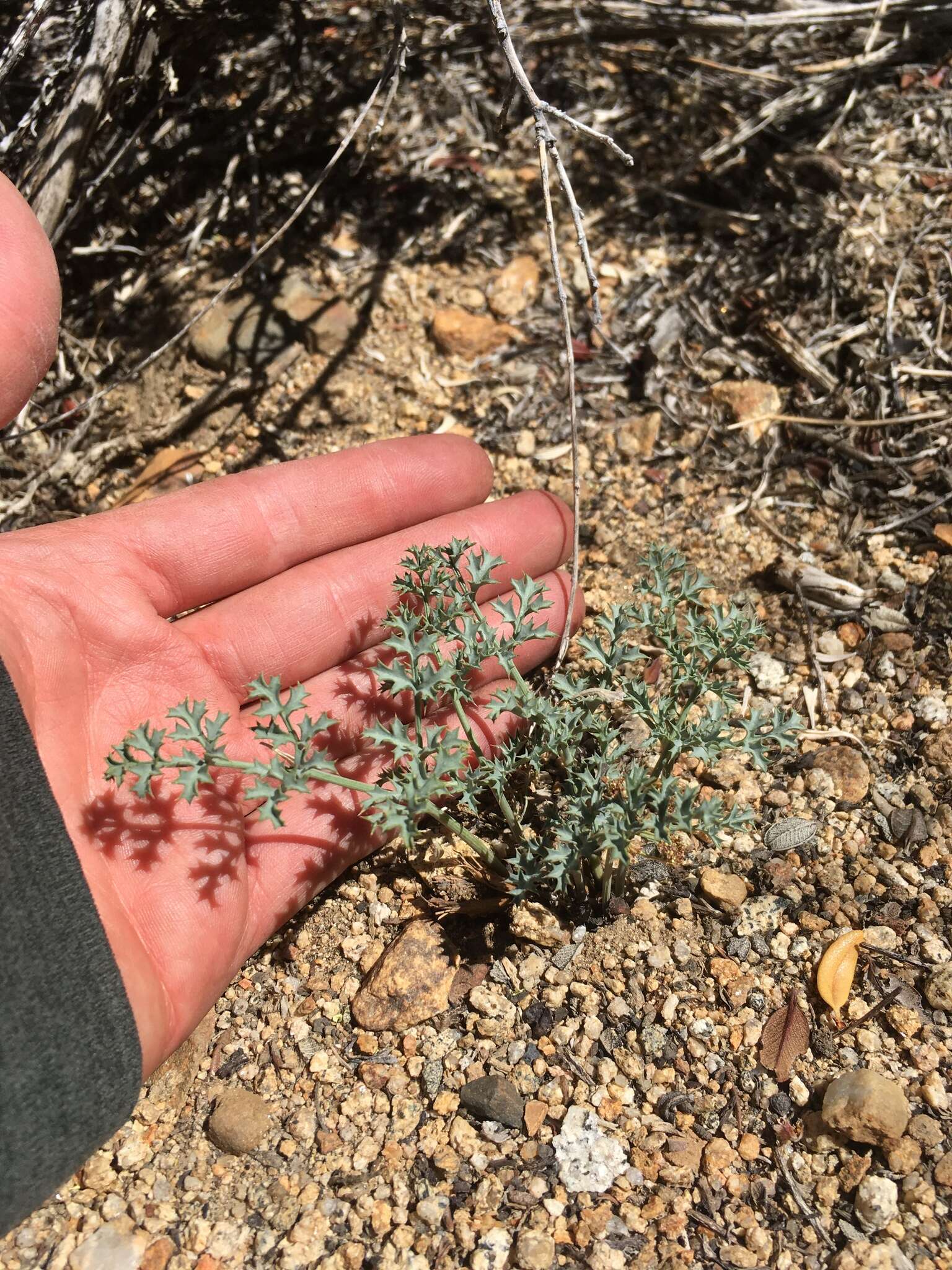 Imagem de Lomatium rigidum (M. E. Jones) Jepson