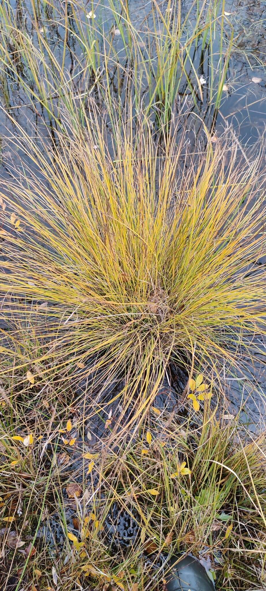 Image of Russet sedge