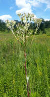 Image of pale Indian plantain