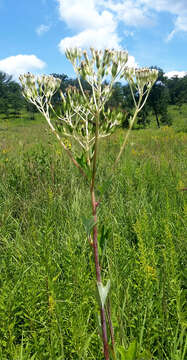 Image of pale Indian plantain