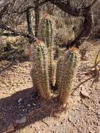 Image of Trichocereus tacaquirensis