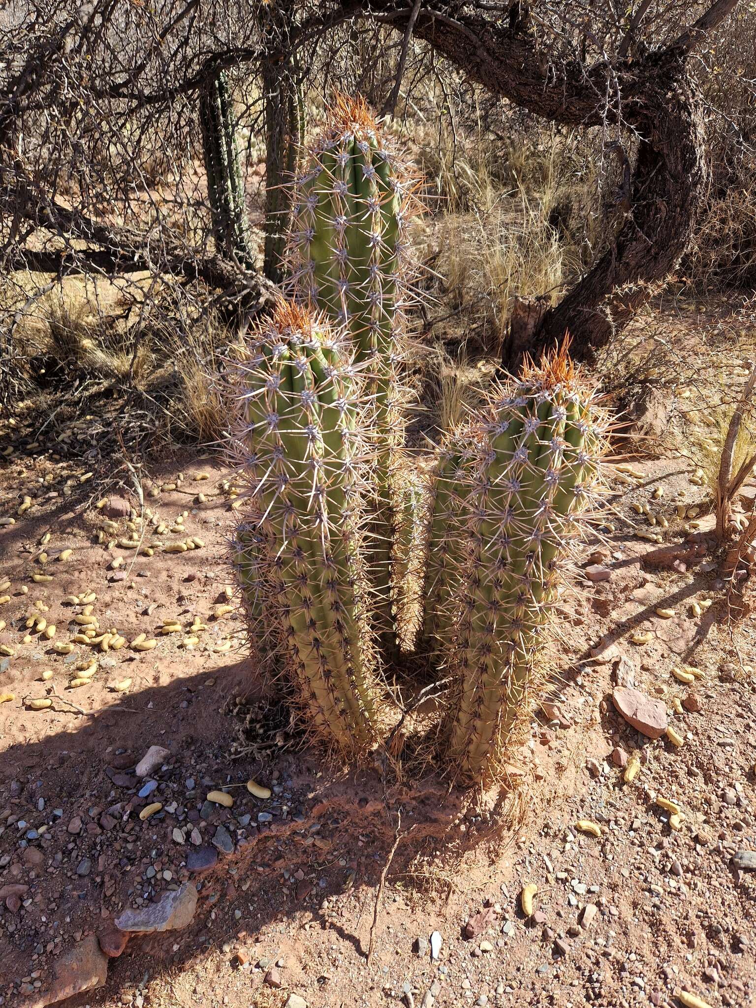 Trichocereus tacaquirensis的圖片