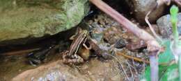 Image of Anthony's Poison-Arrow Frog