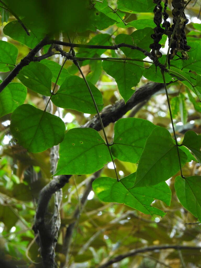 Imagem de Erythrina rubrinervia Kunth