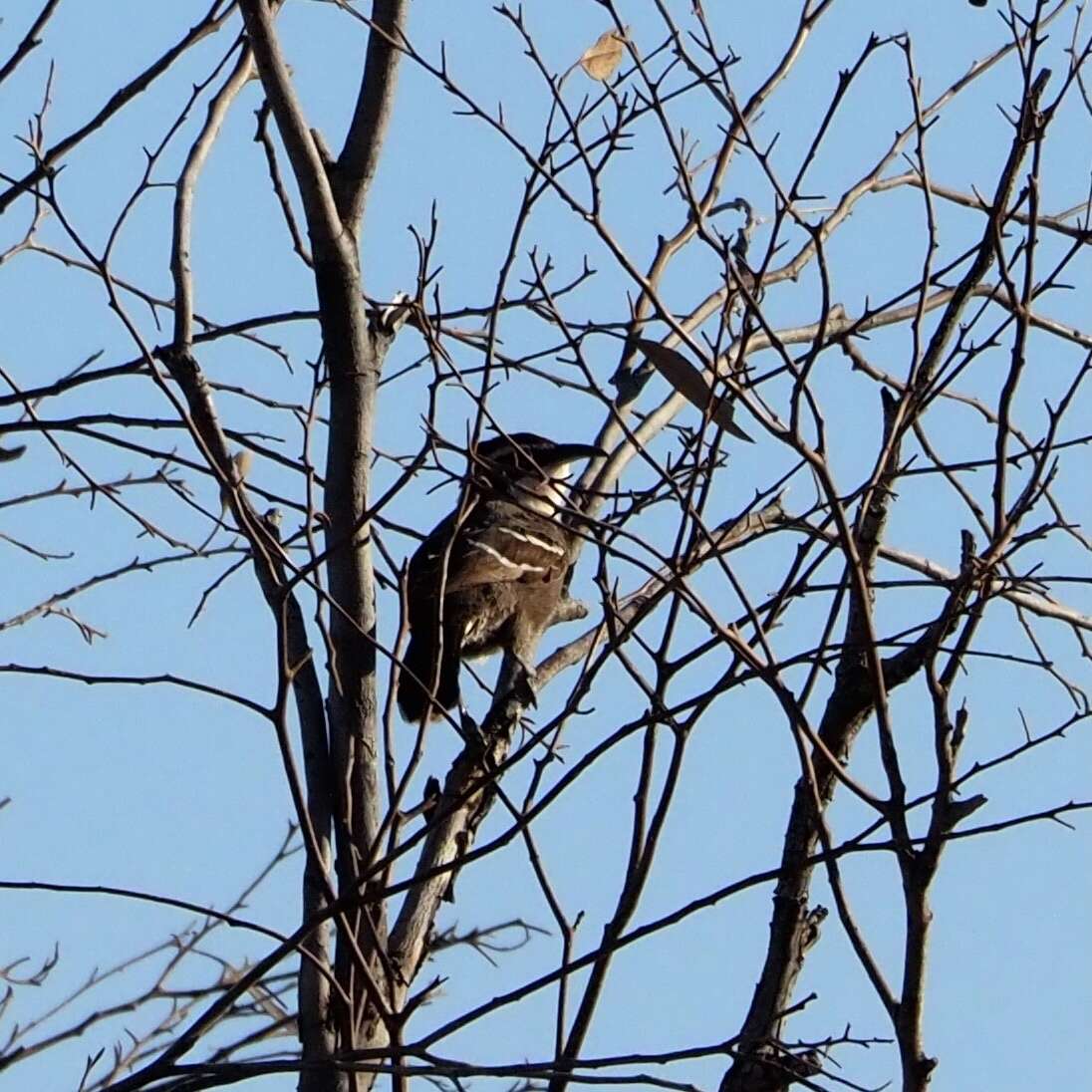 Image of Chestnut-crowned Babbler