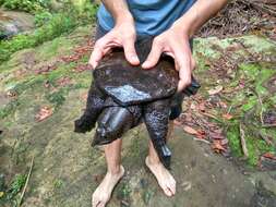 Image of Malayan Soft-shelled Turtle