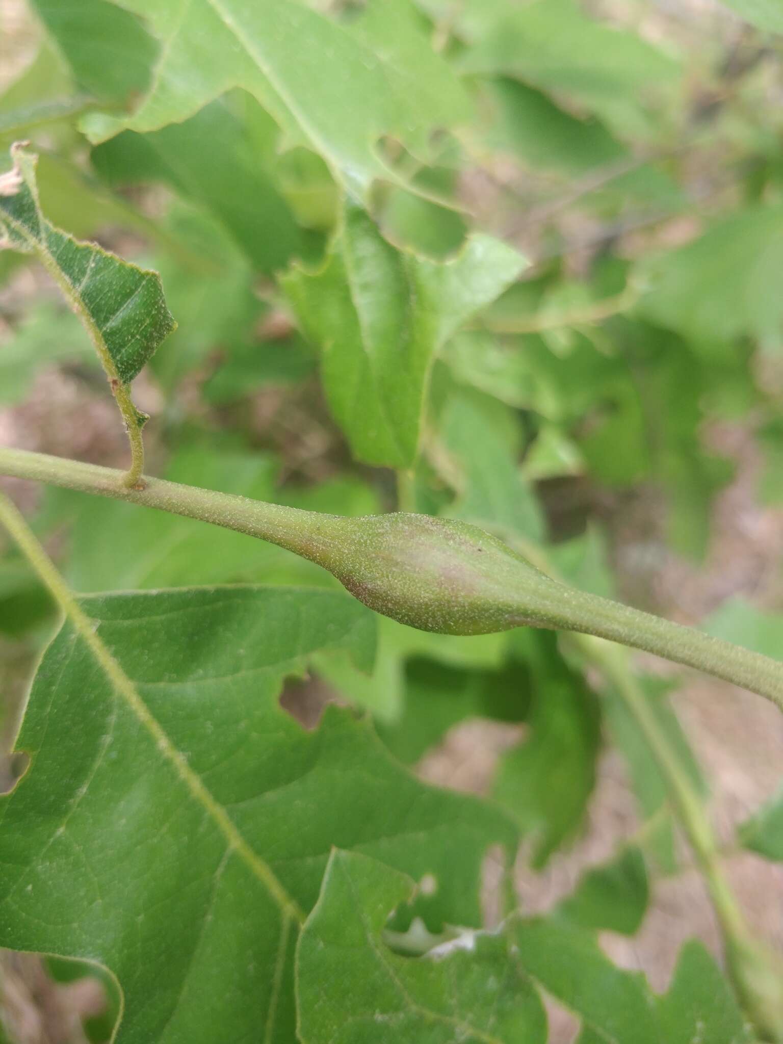 Image of Zapatella quercusphellos (Osten Sacken)